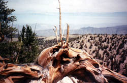 Bristlecone Pines