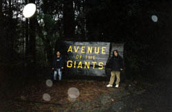Avenue of the Giants