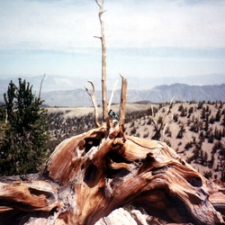 North America 1992