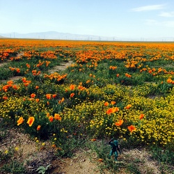 California Poppies 2014