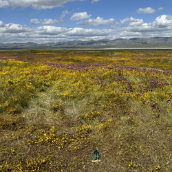 Carrizo Plain 2024
