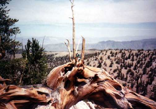 gornbristlecone