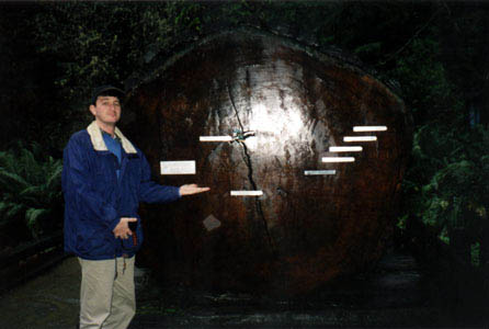 gornredwood1